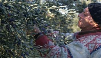 Sofralık zeytin ihracatında tarihi rekor