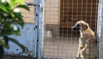 Uyuyan köpeği öldü diye paylaştılar