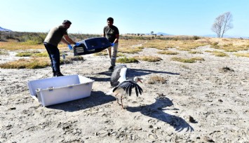 İzmir Doğal Yaşam Parkı yaban hayatın sakinlerine şifa dağıtıyor
