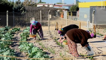 Kent Bostanı’nda ilk hasat gerçekleşti: Bornova'da doğal ürünler kadınların emekleriyle yeşeriyor