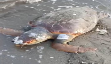 Urla’da ölü deniz kaplumbağası bulundu