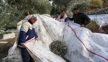Buca Belediyesi zeytin hasadına başladı