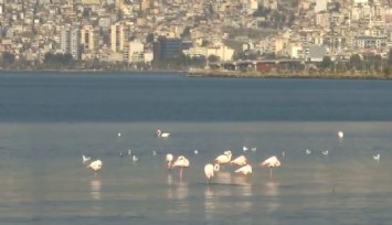 İzmir Körfezi siyaseti yendi: Çalışmalar sonucunu vermeye başladı