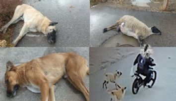 Urla'da vahşet: 3 köpek ve 1 hamile koyunu zehirleme iddiası