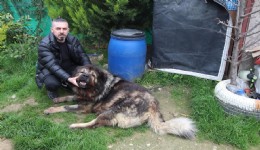İzmir'de dehşet: Önce köpeği çalmaya çalıştı, çalamayınca pompalı tüfekle vurdu