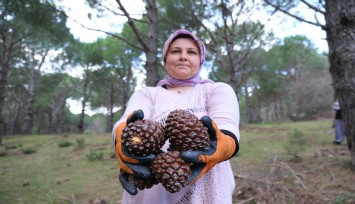 Kozalak verimi yüzde 20'den yüzde 60'a çıktı