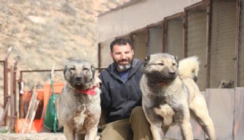 Sokak köpeklerinde kurt özellikleri görülmeye başladı