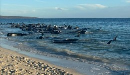 Avusturalya’da 160 pilot balina kıyıya vurdu, 28’i öldü