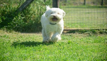 Bayramda köpek otelleri de full çekti