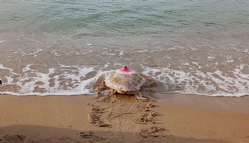 Güzel İzmir isimli caretta soluğu Mısır’da aldı