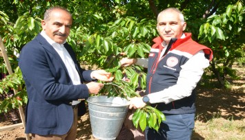 Kirazdaki ihracat hedefi 300 milyon dolara yükseldi
