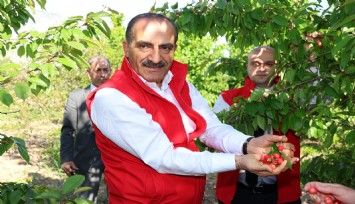 Milyonlarca kiraz ağacı ihracat rekoru kırmak için 1 hafta önceden meyvelerini verdi