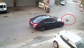 Sarıyer’de otomobil, yolda yatan köpeğin üzerinden geçti: O anlar kamerada