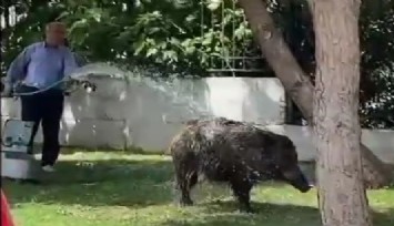 Şehre inen domuz sürüsünü hortumla serinletti