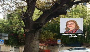 ÇALIKUŞU'NUN ÇİTLEMBİK AĞACI