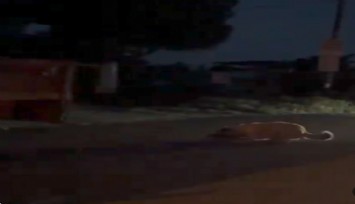 Aydın'da köpeği traktörle sürükleyen şüpheli jandarma ekiplerince yakalandı
