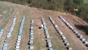 Türkiye arıcılık haritası çıkarıldı: İzmir en çok kovan bulunan iller arasında