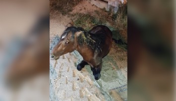 Manisa Büyükşehir Belediyesi, yılkı atını sağlığına kavuşturdu