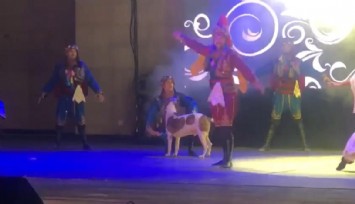 Köpek sahneye daldı dansçılar şaşkına döndü