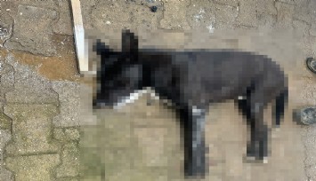 Bodrum'da kahreden olay: 4 köpek 2 kediyi zehirleyerek katlettiler