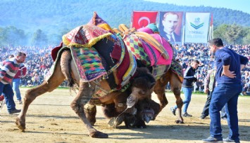 Bölgenin en büyük deve güreşi bu Pazar Torbalı’da