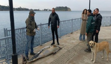 Kuşadası'nda ölü yunus balığı kayalıklara vurdu