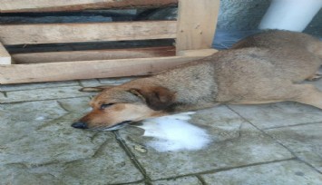 Manisa'da dehşet verici olay: Sokak köpekleri zehirlenmiş halde ölü bulundu