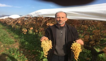 Manisa'da üzüm hasadı devam ediyor