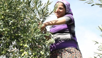 Zeytinin bereketi OLIVEtoLIVE ile kadraja girecek