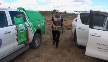 Ankara’da kuş kaçakçılarına suçüstü