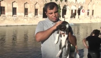 Gölette boğulmak üzere olan kediye kalp masajı