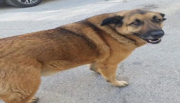 Balçova Belediyesinin Balkat adlı köpeği öldürdüğü iddiası hayvanseverleri kızdırdı