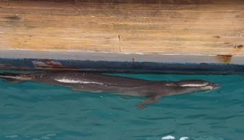 Bodrum’da Akdeniz foku şaşkınlığı