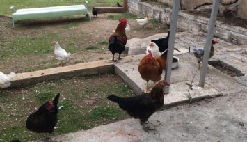 CİMER’e tavuklar ve inekler serbest dolaşmasın şikayeti