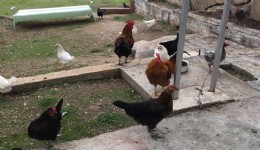 CİMER’e tavuklar ve inekler serbest dolaşmasın şikayeti