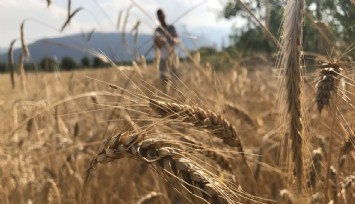 Dünya tahıl üretiminde rekor bekleniyor
