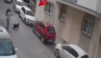 İzmir'de köpeği belindeki kemerle dövdü: O anlar kameraya yansıdı