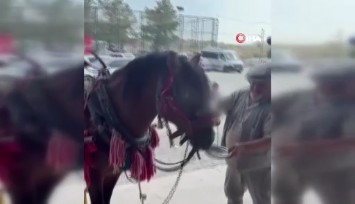 Muğla'da ata bile alkol içirdiler: At alkol bağımlsı oldu