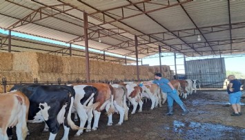 Nazilli'de şap hastalığı nedeniyle 13 mahalle karantinada