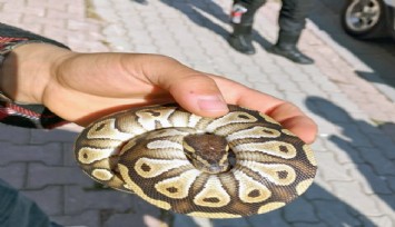 Polis denetiminde cebinden piton yılanı çıktı