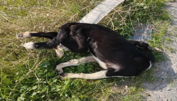 Denizli’de köpek katliamı: En az 5 köpek yol kenarında bulundu