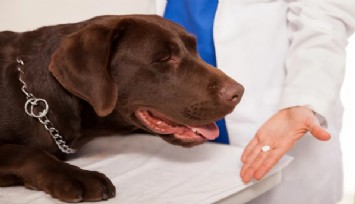 Köpeklerin ömrünü uzatacak ilaç geliyor