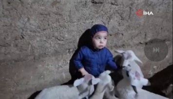 Kuzuların arasında kalan minik Yusuf Alp’in Beni Yiyorlar sözleri gülümsetti