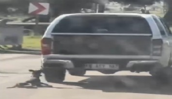 Muğla'da vicdanları sızlatan olay: Araç arkasına bağlanarak sürüklenen köpek öldü