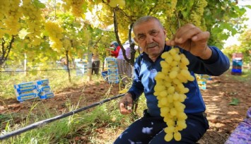Sarıgöl'de üzüm fiyatları dibe vurdu
