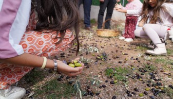 Seferihisar’da Zeytin Festivali coşkusu