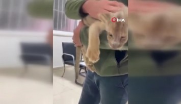Yasa dışı yolla getirilen Afrika aslanı yavrusuna el konuldu