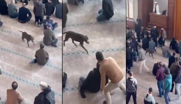Camide pitbull alarmı