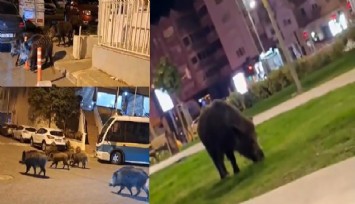 İzmir'de üç ilçede yaban domuzu alarmı:  Balçova, Narlıdere ve Bornova’da geceler korku dolu