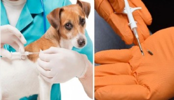 Kedi ve köpek sahiplerine son çağrı: 31 Aralık son gün